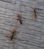 Myrmica sp.
